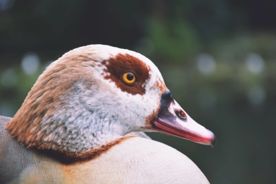 royal goose_4